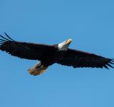 Where Birds Once Thrived: New Study Maps Rapid Declines in North American Strongholds