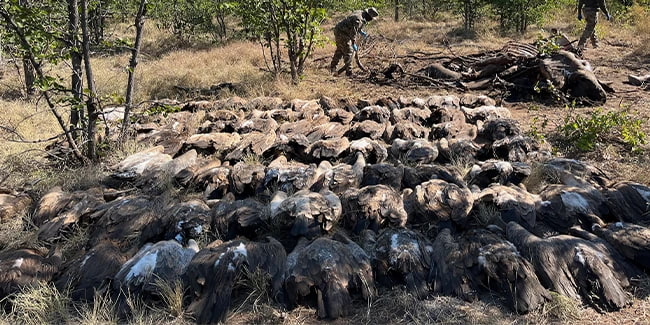 123 dead vultures after poisoning in South Africa
