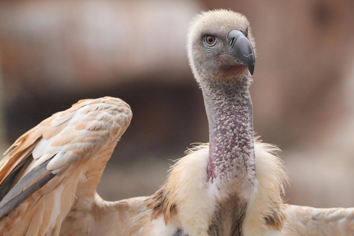 One of the Largest: Vulture Poisoning Claims 123 Lives, But 84 Saved