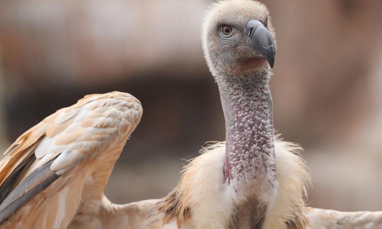 Vulture poisoning South Africa