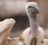 One of the Largest: Vulture Poisoning Claims 123 Lives, But 84 Saved