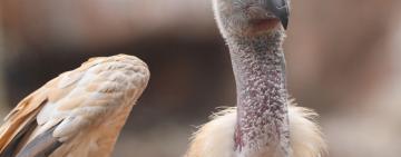 One of the Largest: Vulture Poisoning Claims 123 Lives, But 84 Saved