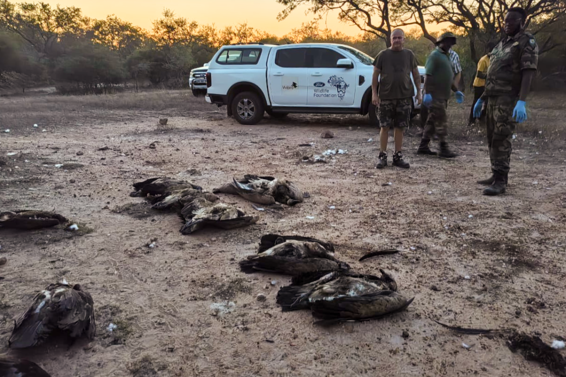 Over 100 Vultures Poisoned in Mpumalanga Game Reserve, Conservationists Sound Alarm