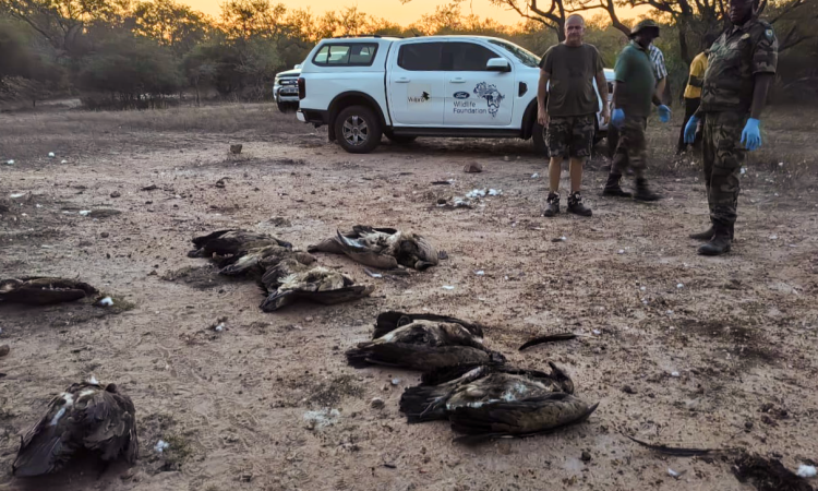 Vulture Poisonings in South Africa