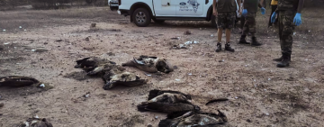 Over 100 Vultures Poisoned in Mpumalanga Game Reserve, Conservationists Sound Alarm