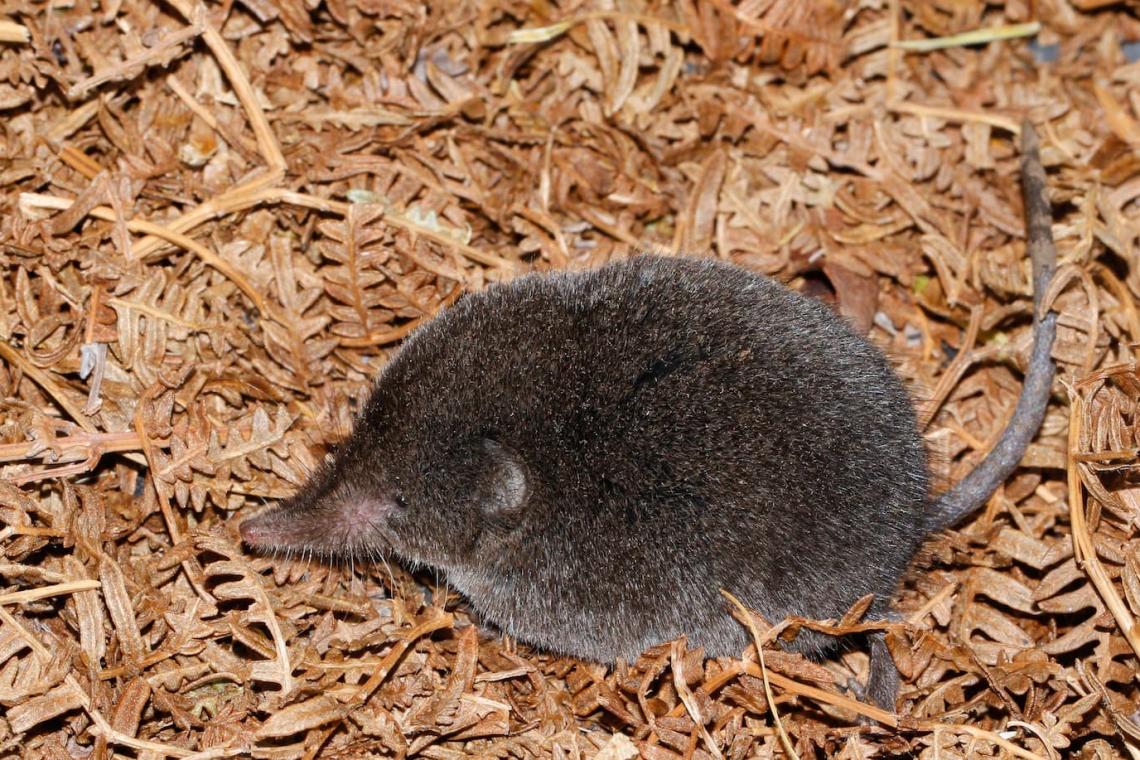 Elusive Boosmansbos Long-Tailed Forest Shrew Rediscovered After 46 Years