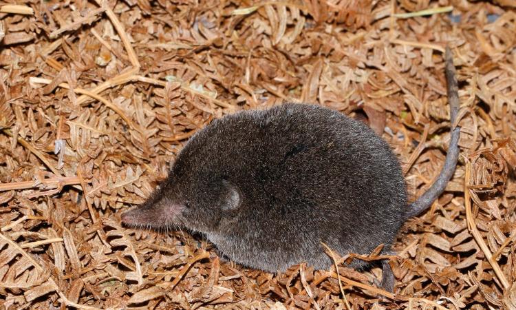 An image of the beloved shrew ,close up and personal