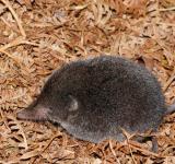 Elusive Boosmansbos Long-Tailed Forest Shrew Rediscovered After 46 Years