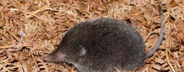 Elusive Boosmansbos Long-Tailed Forest Shrew Rediscovered After 46 Years
