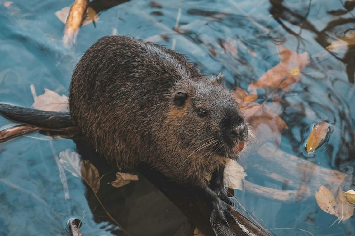 Beavers: The Quiet Scientists Rewilding Our World