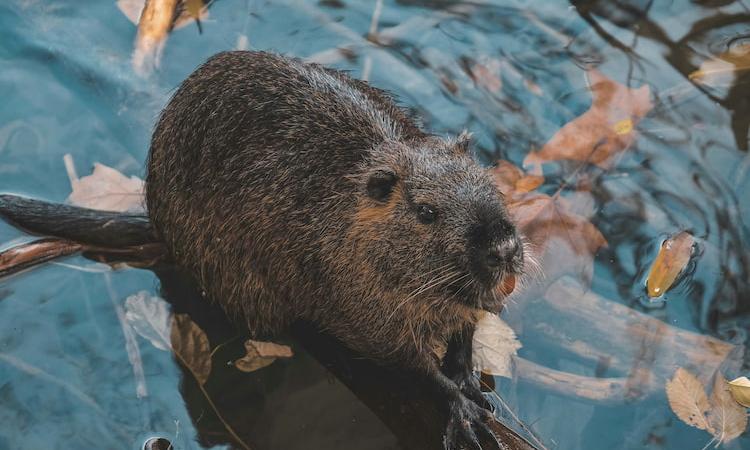 Beavers: The Quiet Scientists Rewilding Our World