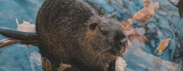 Beavers: The Quiet Scientists Rewilding Our World
