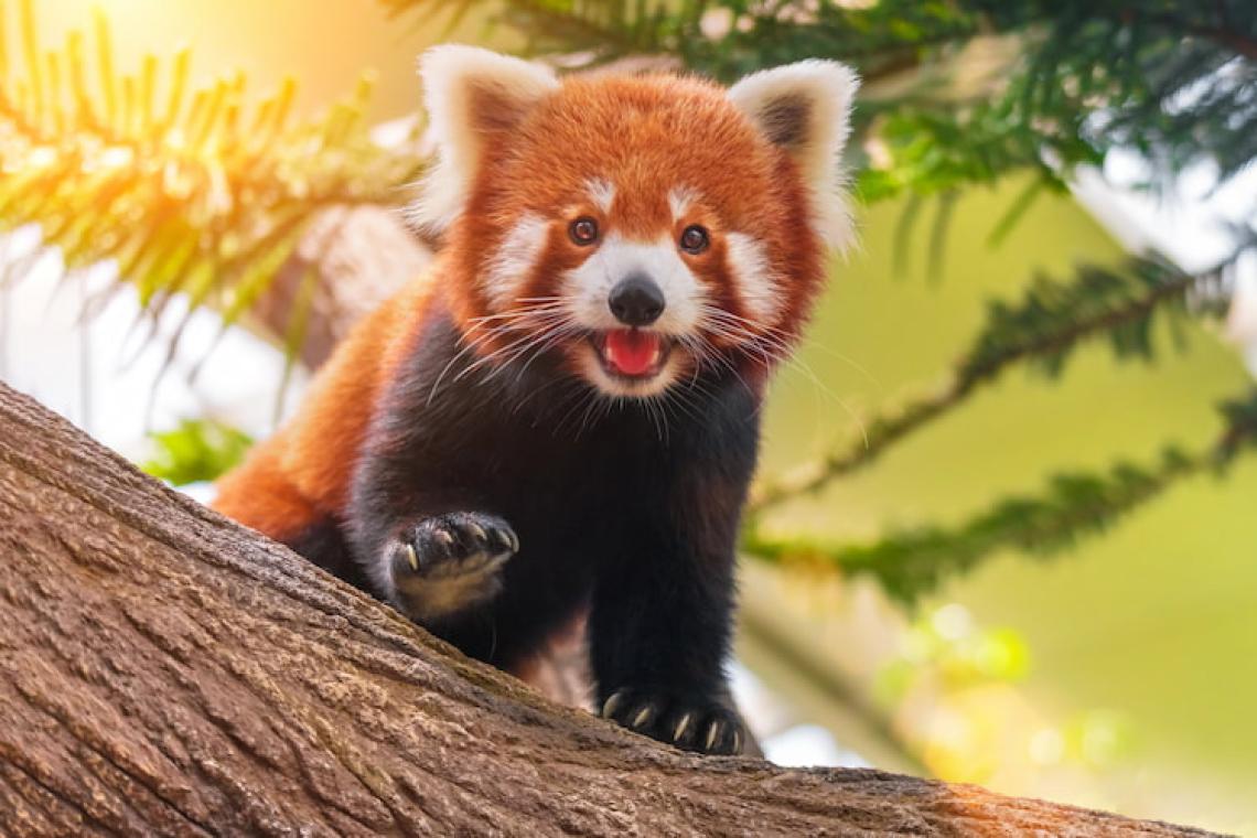The Panda Paradox: Divergent Lives of Giant and Red Pandas