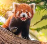 The Panda Paradox: Divergent Lives of Giant and Red Pandas