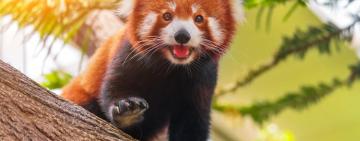 The Panda Paradox: Divergent Lives of Giant and Red Pandas