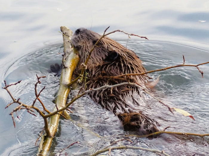 A beaver bringing wood to build a dam