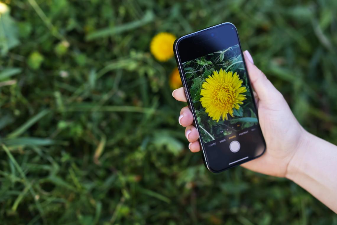 Be a Backyard Scientist: Your Guide to Saving Species with Your Phone