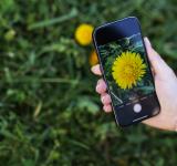 Be a Backyard Scientist: Your Guide to Saving Species with Your Phone