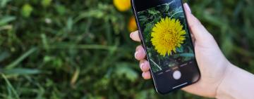 Be a Backyard Scientist: Your Guide to Saving Species with Your Phone
