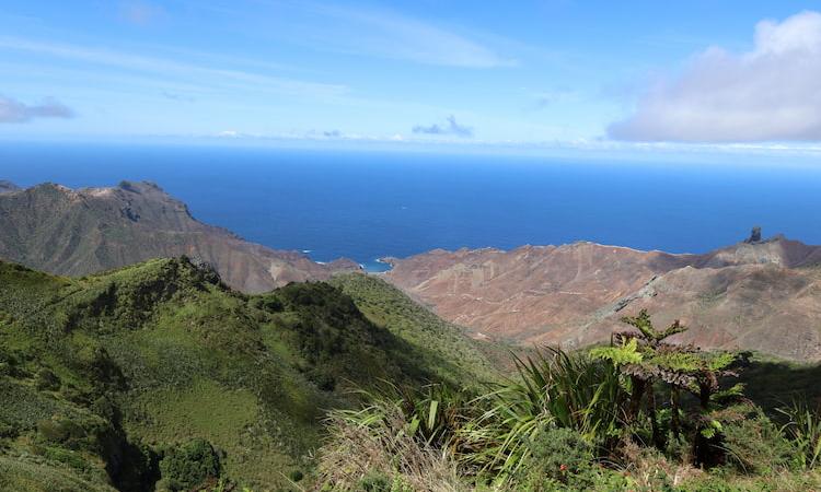 The Fight to Save St Helena’s Ancient Forests