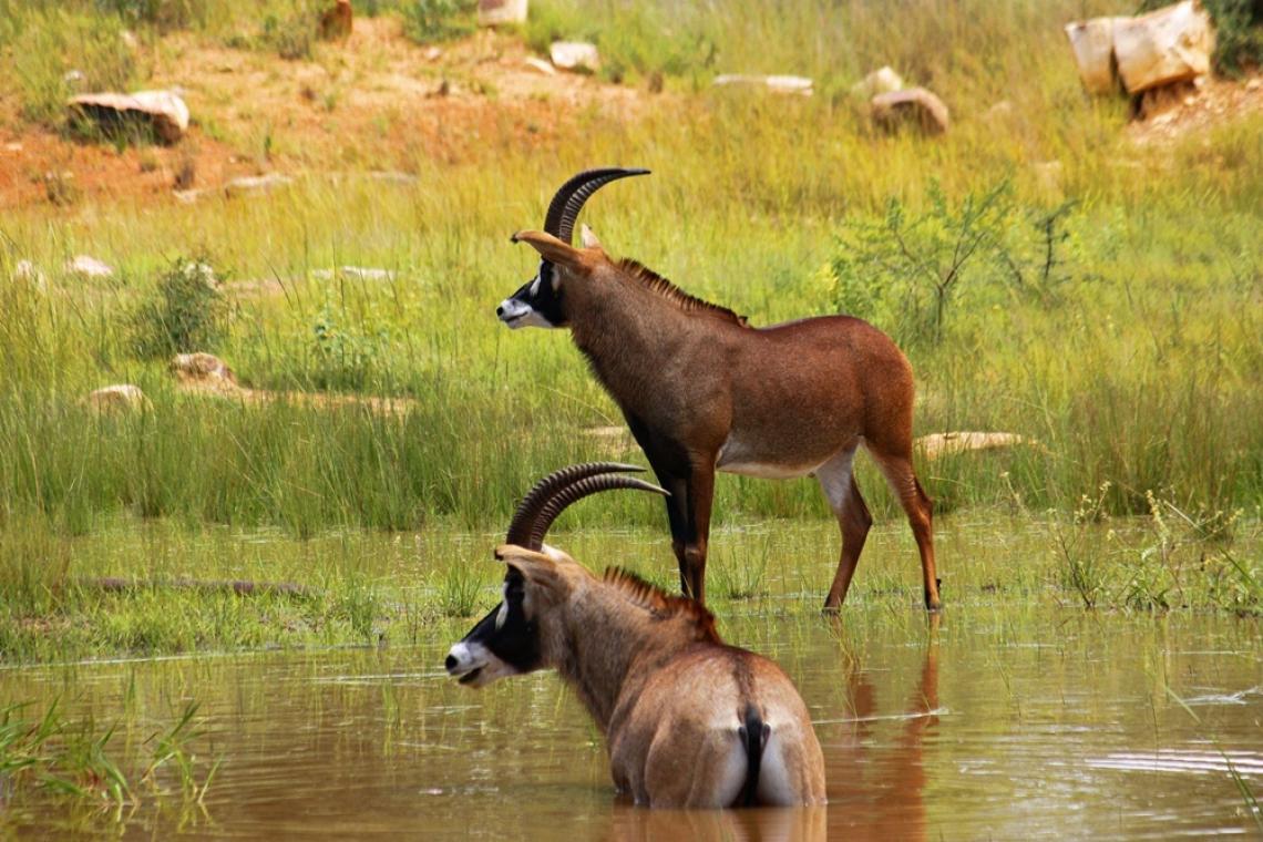 Byneskranskop - What palaeontology can tell conservationists about species potential