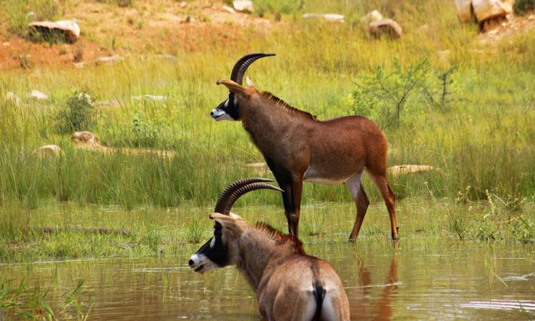 Hippotragus equinus, Roan Antelope;