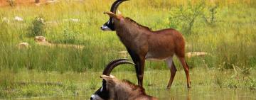 Byneskranskop - What palaeontology can tell conservationists about species potential
