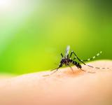 Should We Kill All the Mosquitoes? A Conservationist’s Dilemma 