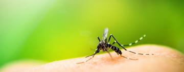 Should We Kill All the Mosquitoes? A Conservationist’s Dilemma 