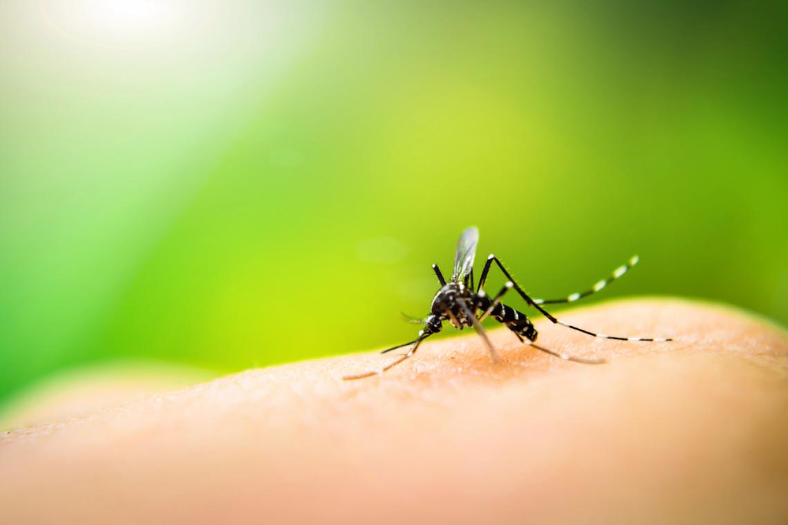 Should We Kill All the Mosquitoes? A Conservationist’s Dilemma 