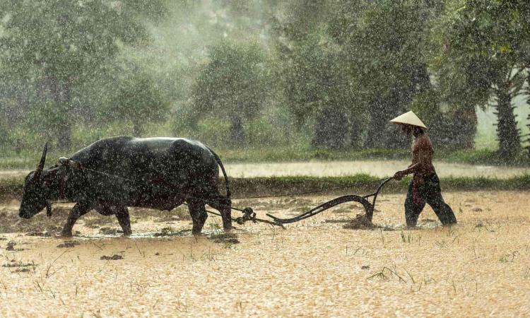 An indian buffalo farmer cultivating in india