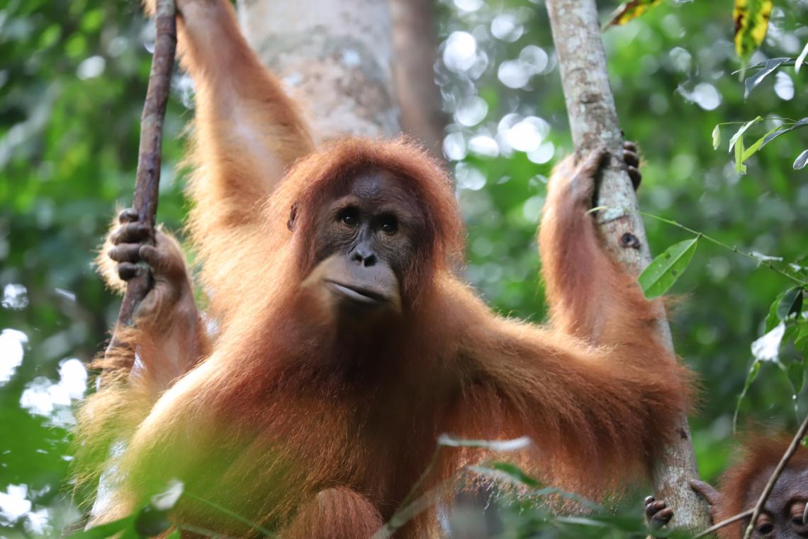 Guardians of the Last Wild Places: Why Forest Security Rangers are Essential to Protecting Critically Endangered Orangutans, Tigers, and Elephants. 