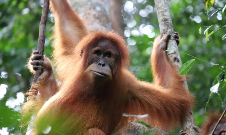Orangutan in the protected Orangutan Open Sanctuary, Bukit Tigapuluh, Sumatra. Photo credit: Frankfurt Zoological Society