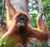 Guardians of the Last Wild Places: Why Forest Security Rangers are Essential to Protecting Critically Endangered Orangutans, Tigers, and Elephants. 