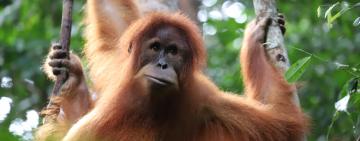 Guardians of the Last Wild Places: Why Forest Security Rangers are Essential to Protecting Critically Endangered Orangutans, Tigers, and Elephants. 