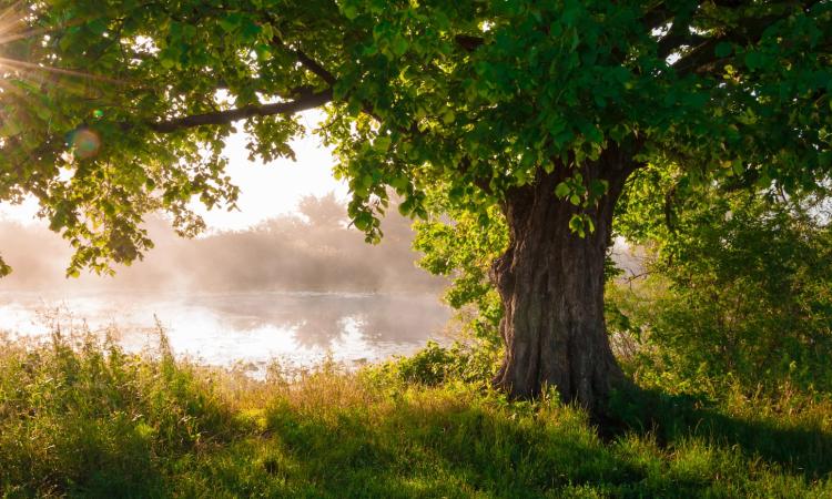 A beautiful, old oak tree on a field .