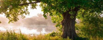 Symbiosis with Quercus Petraea :Review of Being an Oak – Life as a Tree by Laurent Tillon