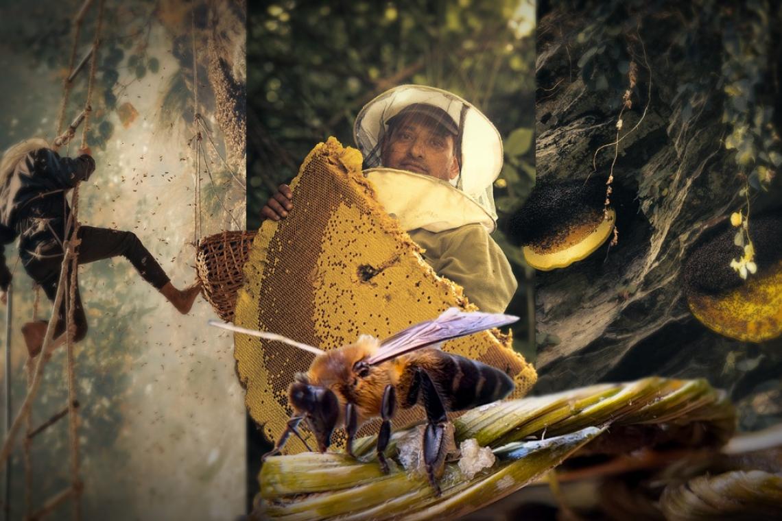 Beyond the Honey: Conservation Lessons Hidden in Nepal’s Honey-Hunting Tradition
