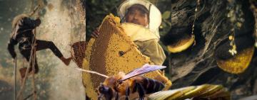 Beyond the Honey: Conservation Lessons Hidden in Nepal’s Honey-Hunting Tradition