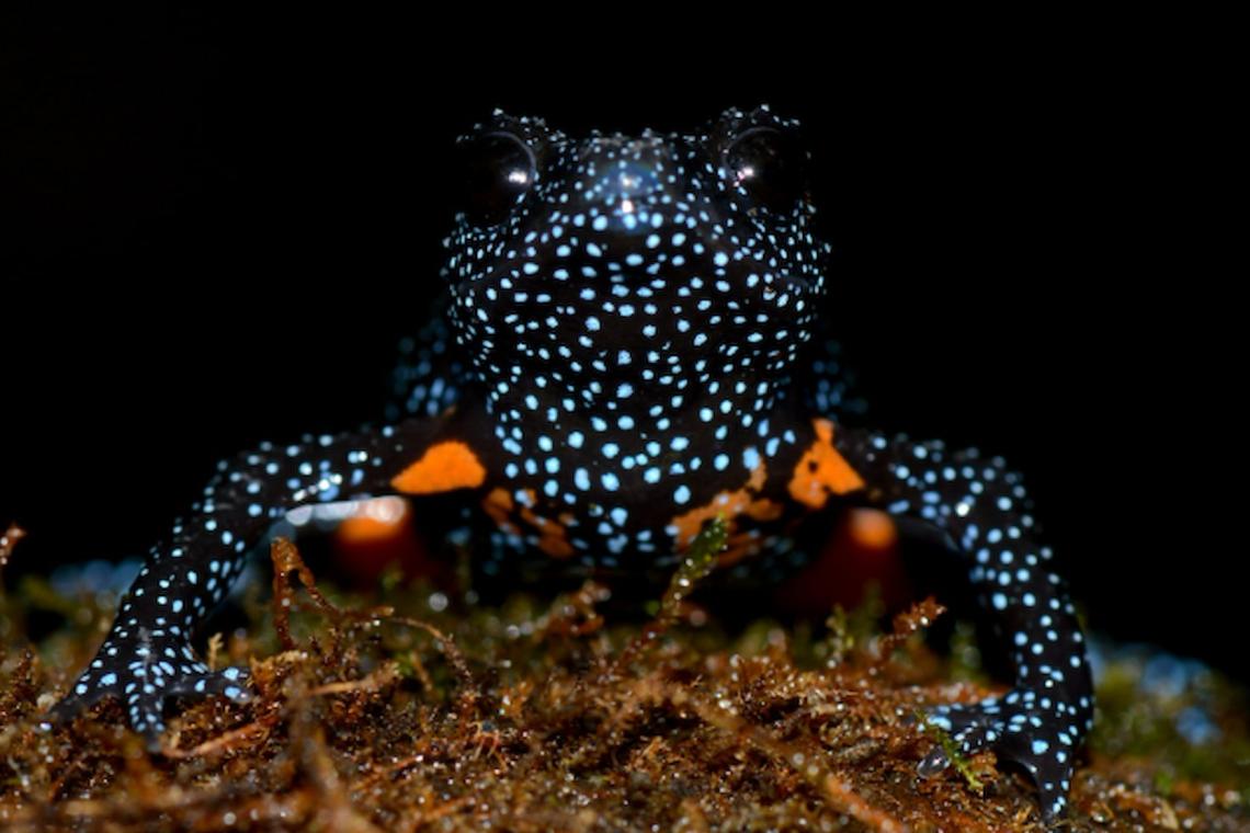 Flash Photography Linked to Galaxy Frog Disappearance in India’s Western Ghats