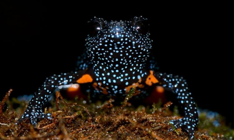  Galaxy frog in the West Ghats, India, with photo taken by conservationist Rajkumar K P as part of conservation project (c) Rajkumar K P / ZSL  