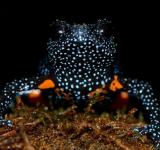 Flash Photography Linked to Galaxy Frog Disappearance in India’s Western Ghats