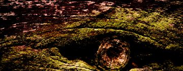 Long Wooden Eye At a Short Distance