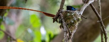 Nikon Z6iii Review Note 1: The Paradise Flycatcher (Focus Stress Test)