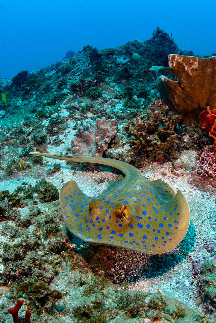 Scuba diving south africa safari