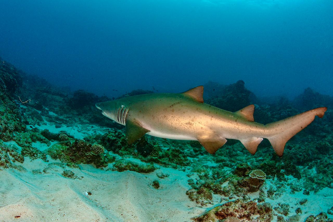 Shark scuba diving south africa 
