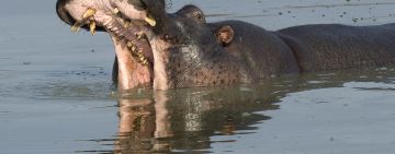 KwaZulu-Natal: Where Safari and Scuba Meet Conservation