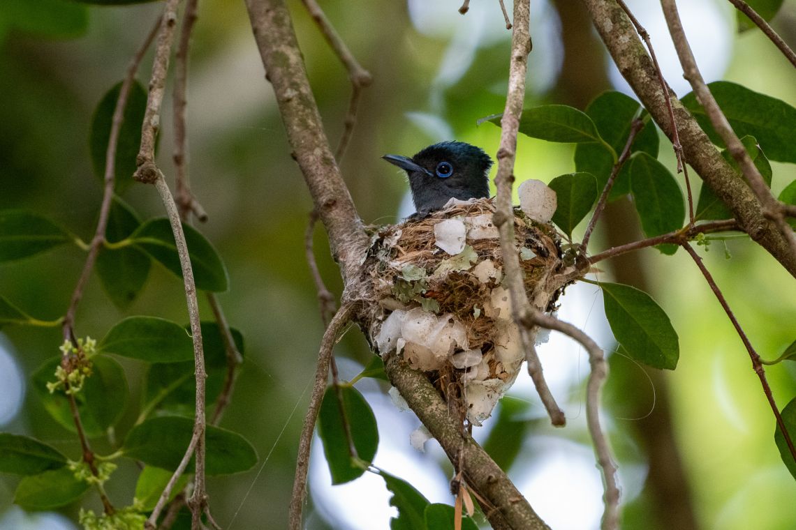 Nikon Z6iii Review female flycatcher photo