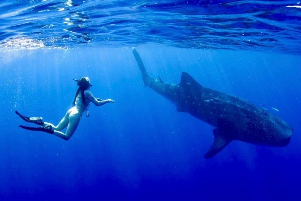 Diver Bethany “Bee” Smith gets close to a megamouth shark.