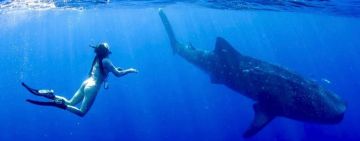 The Legacy of Bethany “Bee” Smith: A Voice for the Ocean’s Most Misunderstood